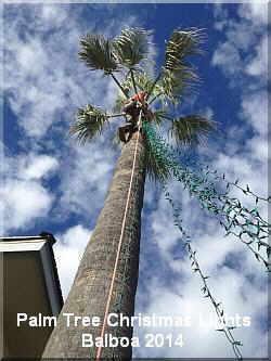 2014 climbing palm tree