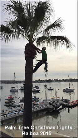 2015 climbing palm tree